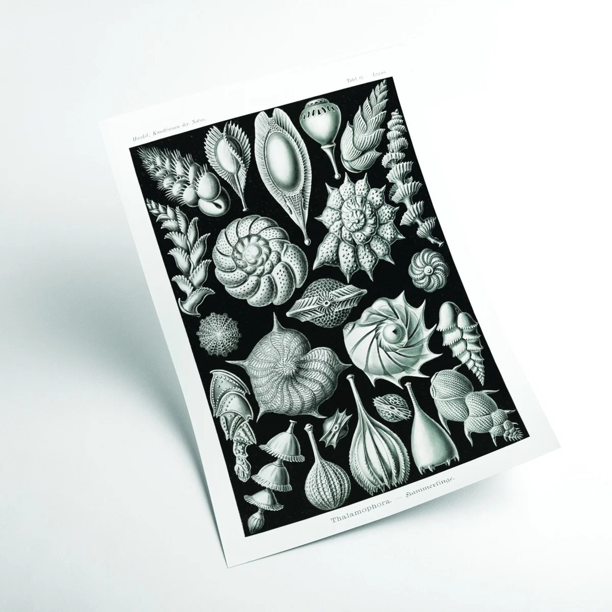 Grey Thalamophora-Kammerlinge Ii By Ernst Haeckel A2 420 X 594Mm Stanley Print House – image 2