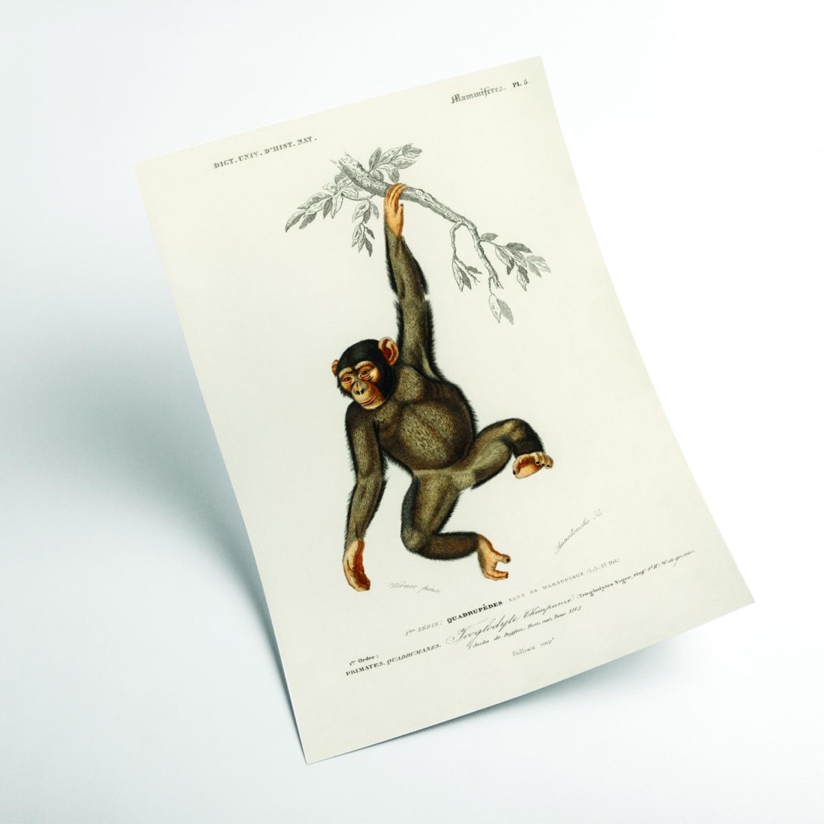 Brown Chimpangze Small Stanley Print House – image 2