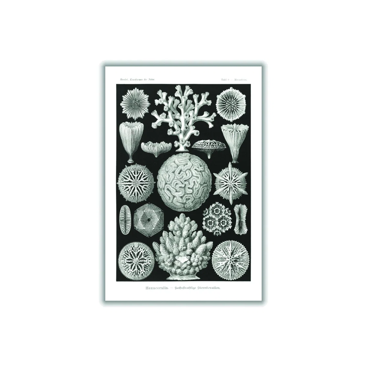 Grey Hexacoralla-Sechsstrahlige Sternkorallen I By Ernst Haeckel Extra Large Stanley Print House – image 1