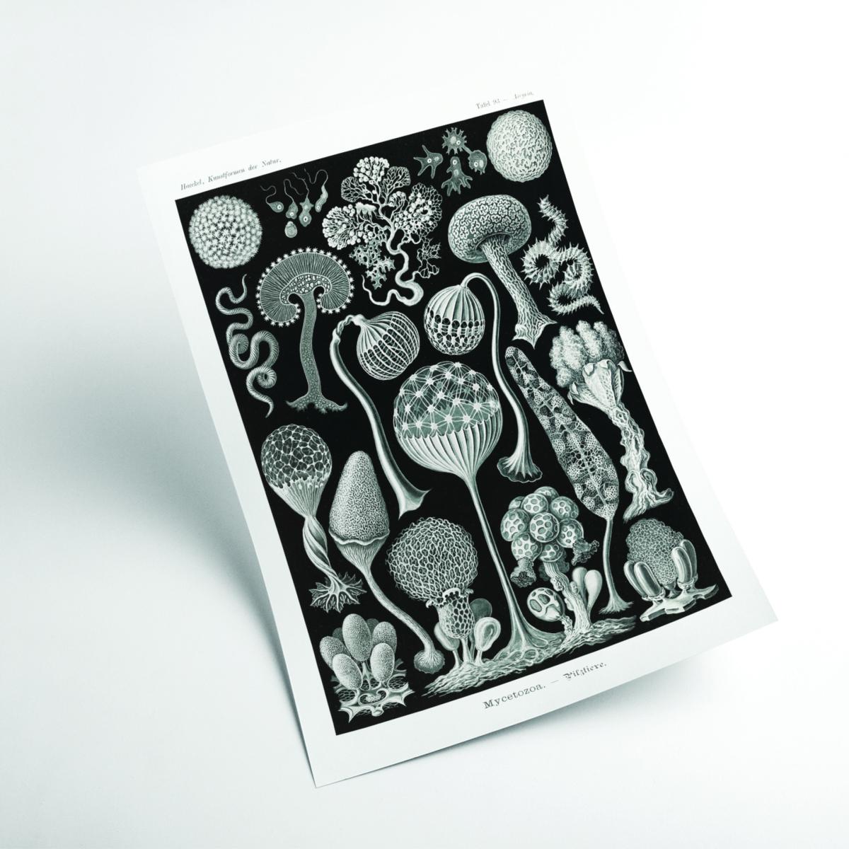 Grey Mycetozoa-Pilztiere By Ernst Haeckel Medium Stanley Print House – image 2