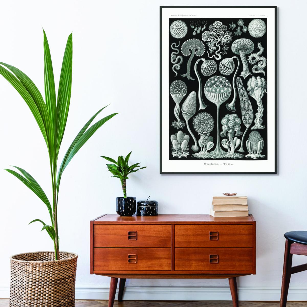 Grey Mycetozoa-Pilztiere By Ernst Haeckel Medium Stanley Print House – image 3