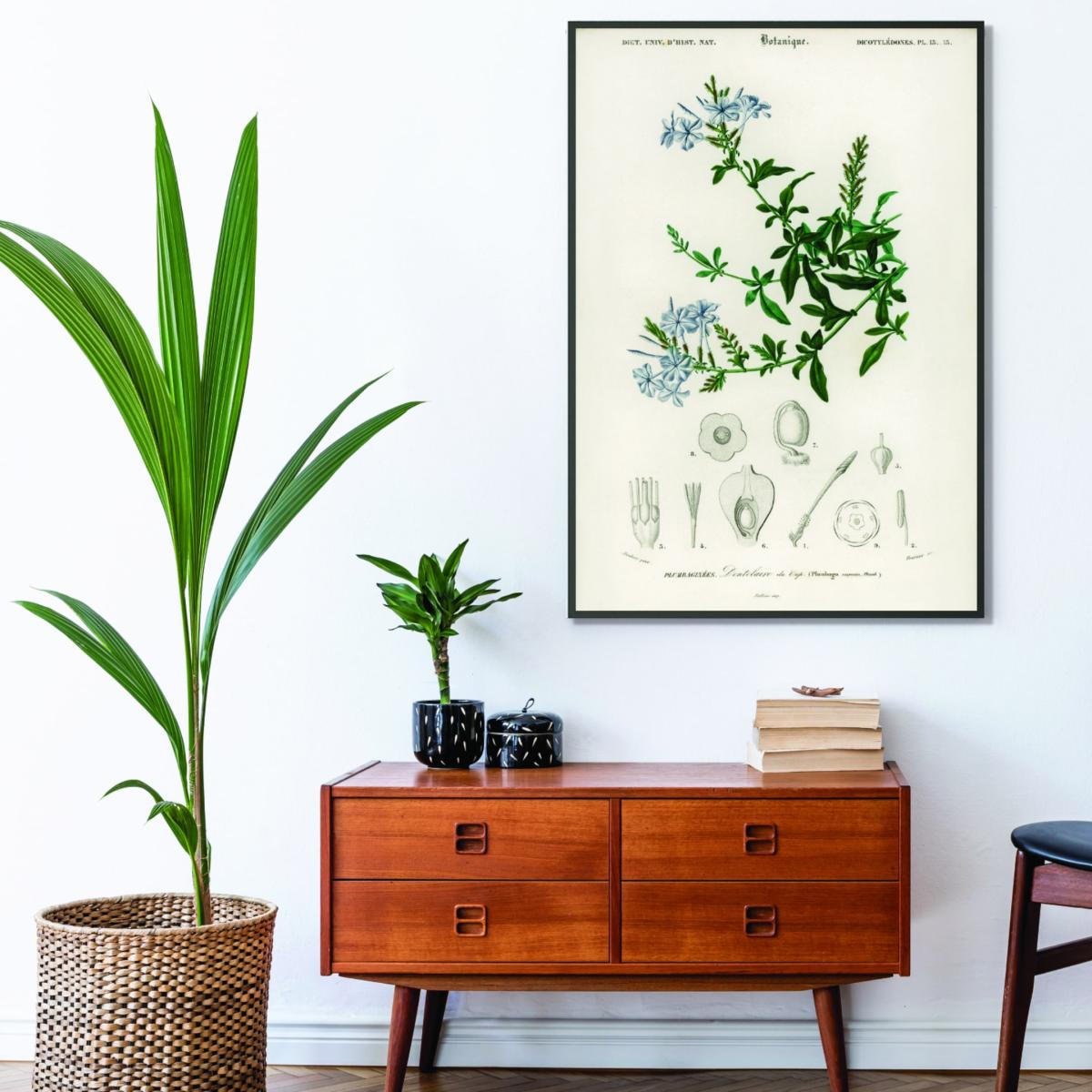 Green Plumbago Capensis Medium Stanley Print House – image 3