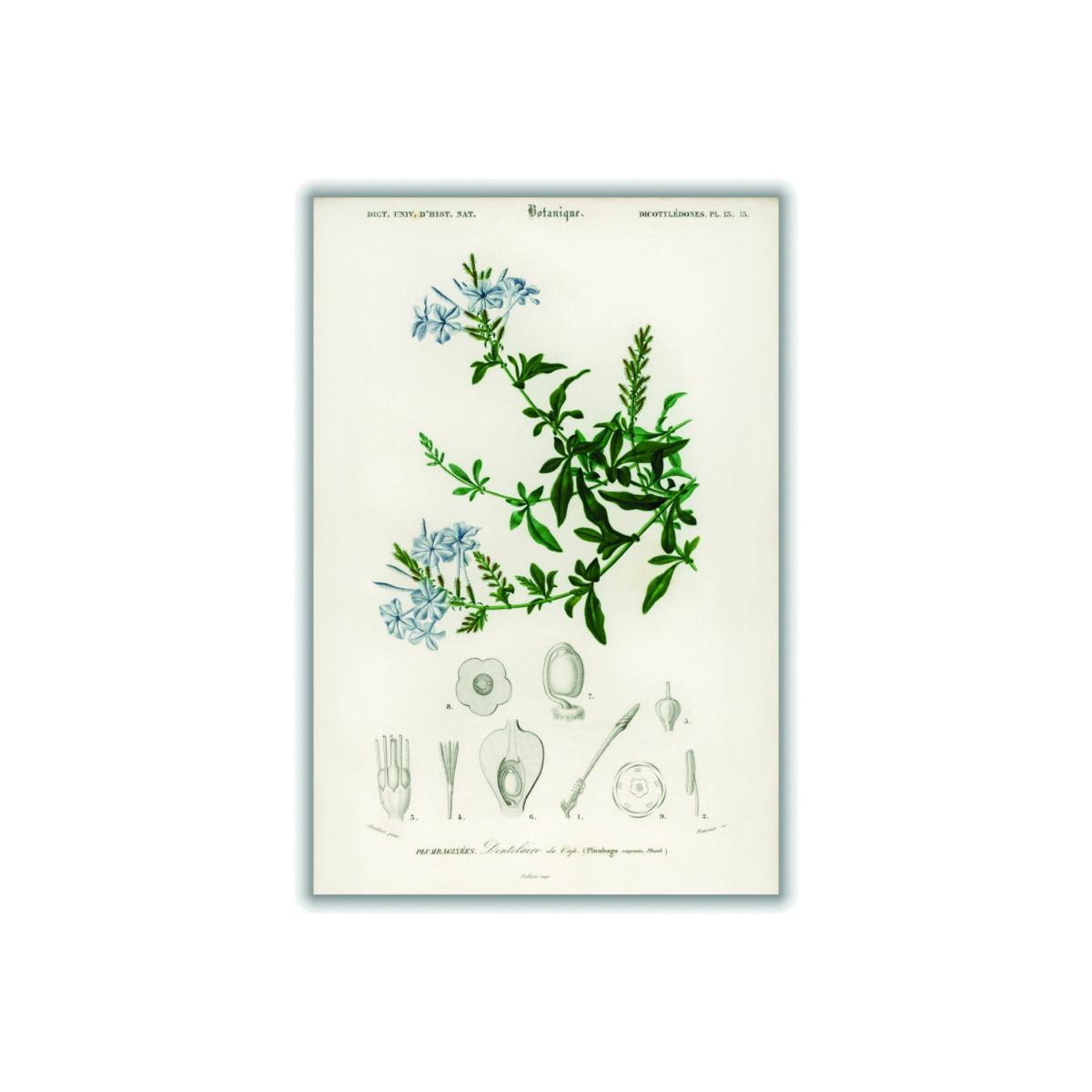 Green Plumbago Capensis Medium Stanley Print House – image 1