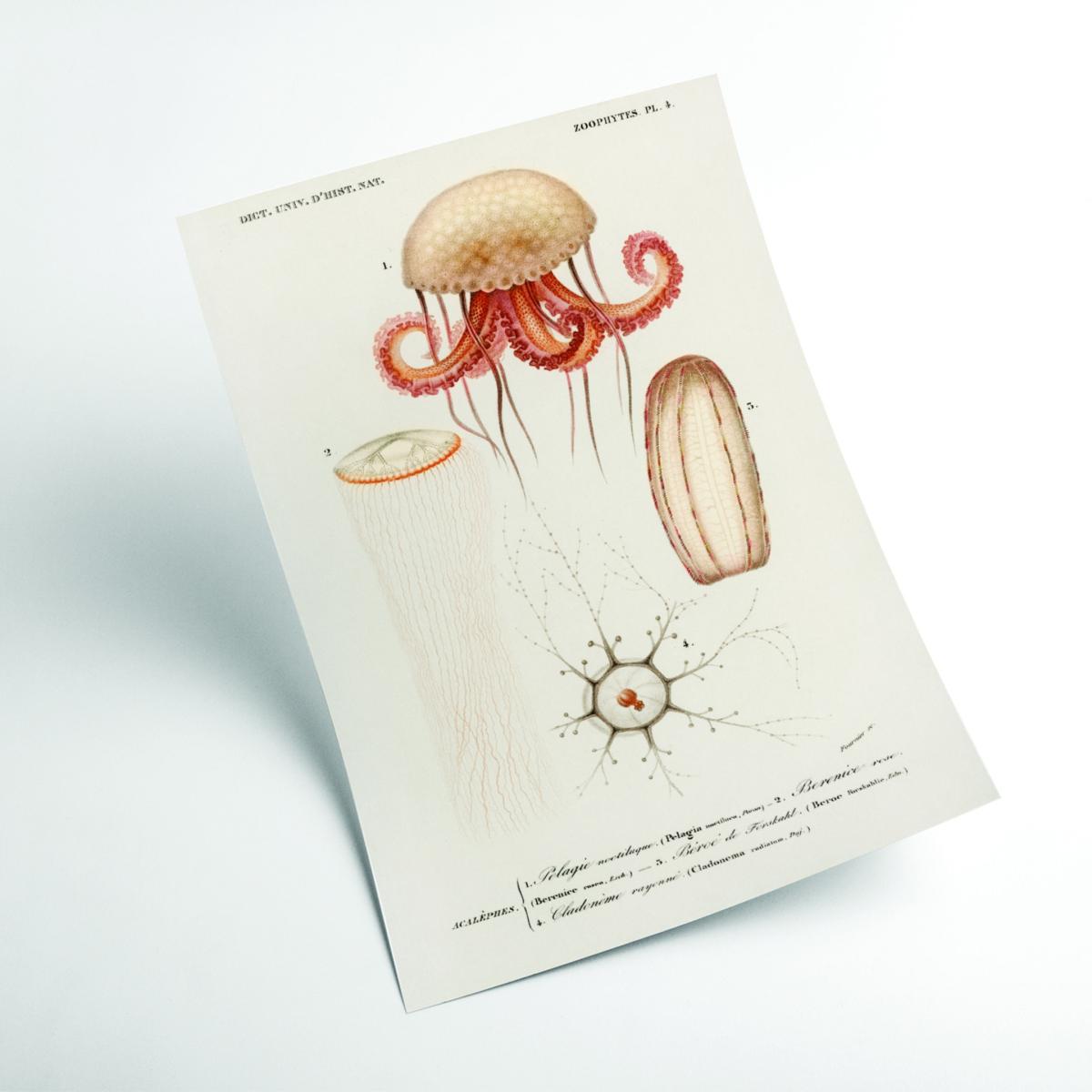 Yellow / Orange Natural History - Different Types Of Marine Life 2 A2 420 X 594Mm Stanley Print House – image 2