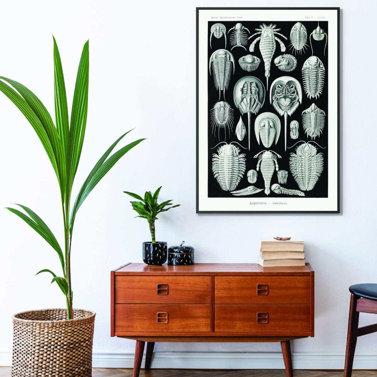 Grey Aspidonia-Schildtiere By Ernst Haeckel A1 594 X 841Mm Stanley Print House – image 3