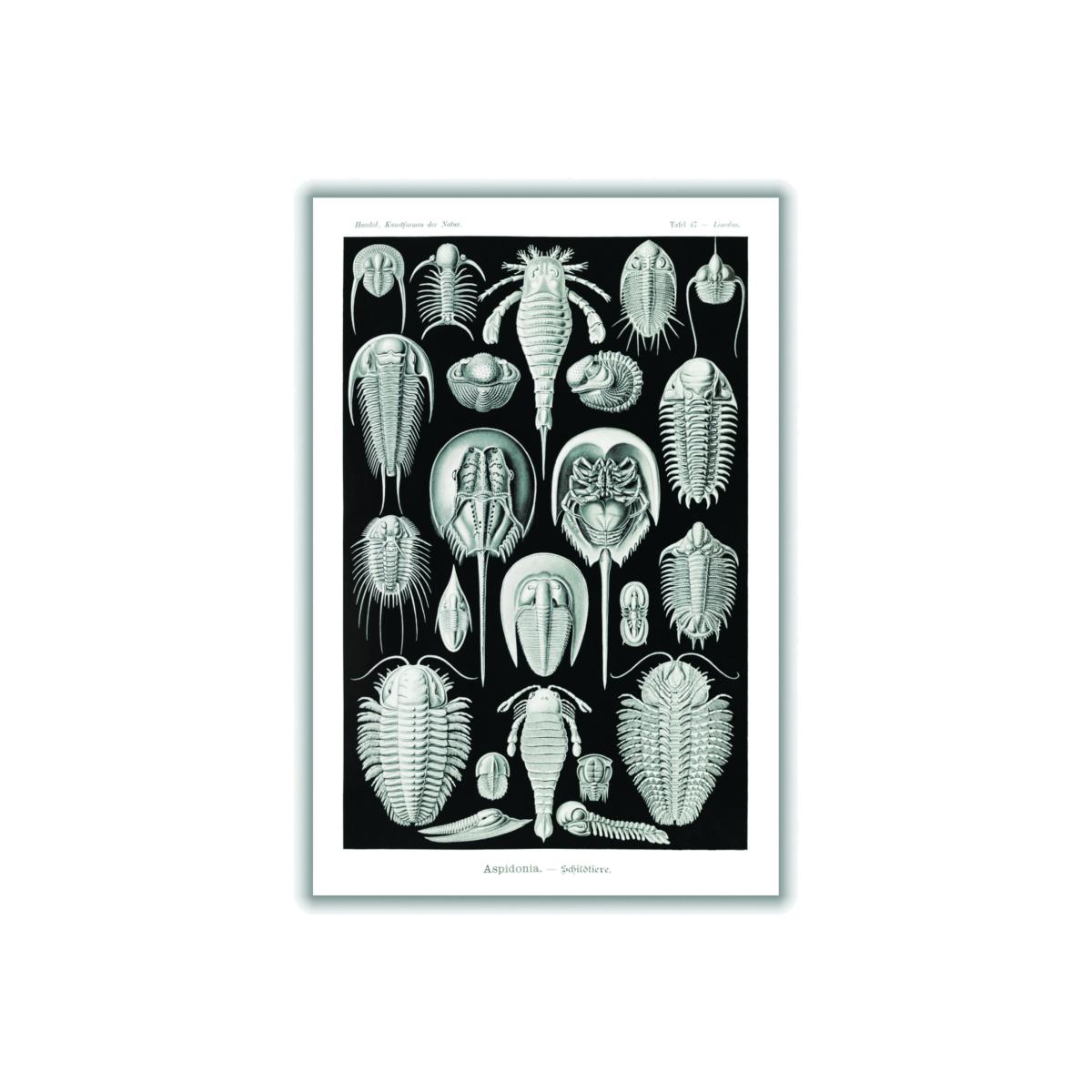 Grey Aspidonia-Schildtiere By Ernst Haeckel A1 594 X 841Mm Stanley Print House – image 1