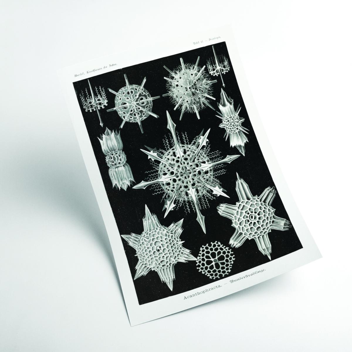 Grey Acanthophracta-Wunderstrahlinge By Ernst Haeckel Small Stanley Print House – image 2