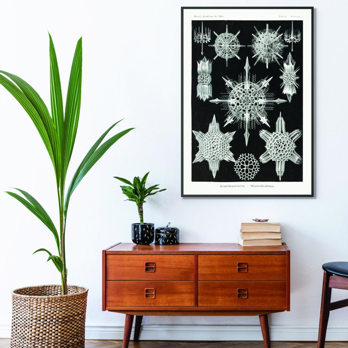 Grey Acanthophracta-Wunderstrahlinge By Ernst Haeckel Small Stanley Print House – image 3