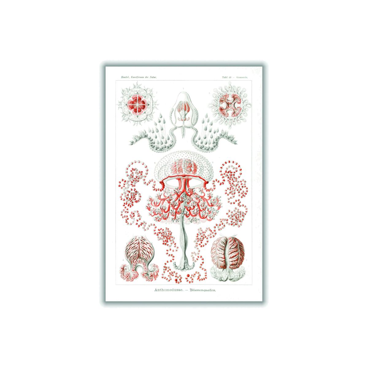 Rose Gold Anthomedusae-Blumenquallen By Ernst Haeckel A4 210 X 297Mm Stanley Print House – image 1