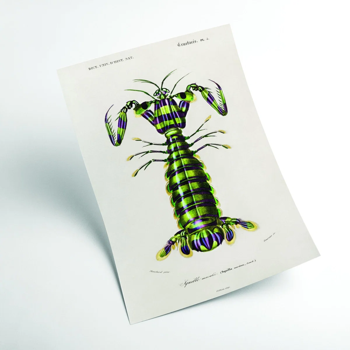 Green Giant Mantis Shrimp Print A1 594 X 841Mm Stanley Print House – image 2