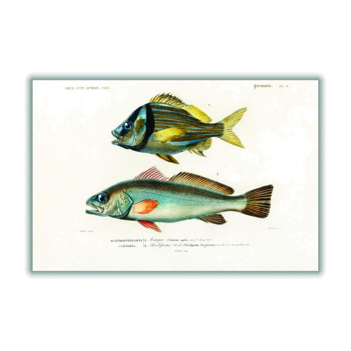 Porkfish Extra Large Stanley Print House – image 1