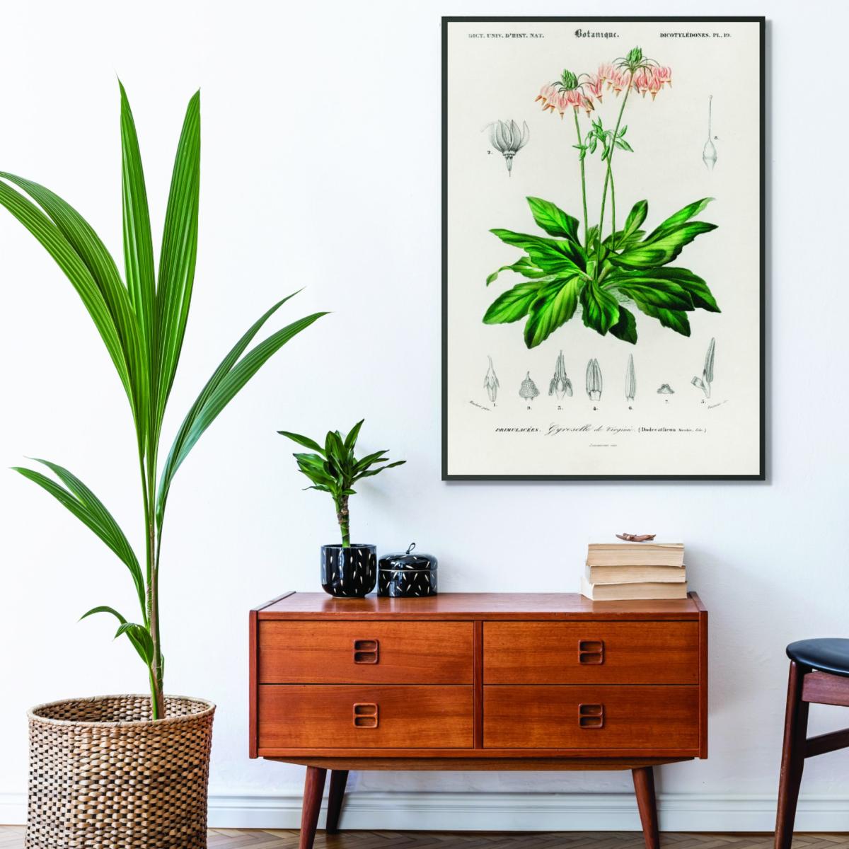 Green Dodecatheon Meadia A3 297 X 420Mm Stanley Print House – image 3