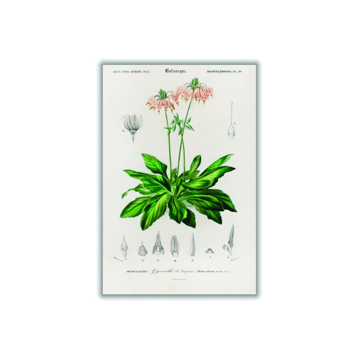 Green Dodecatheon Meadia A3 297 X 420Mm Stanley Print House – image 1