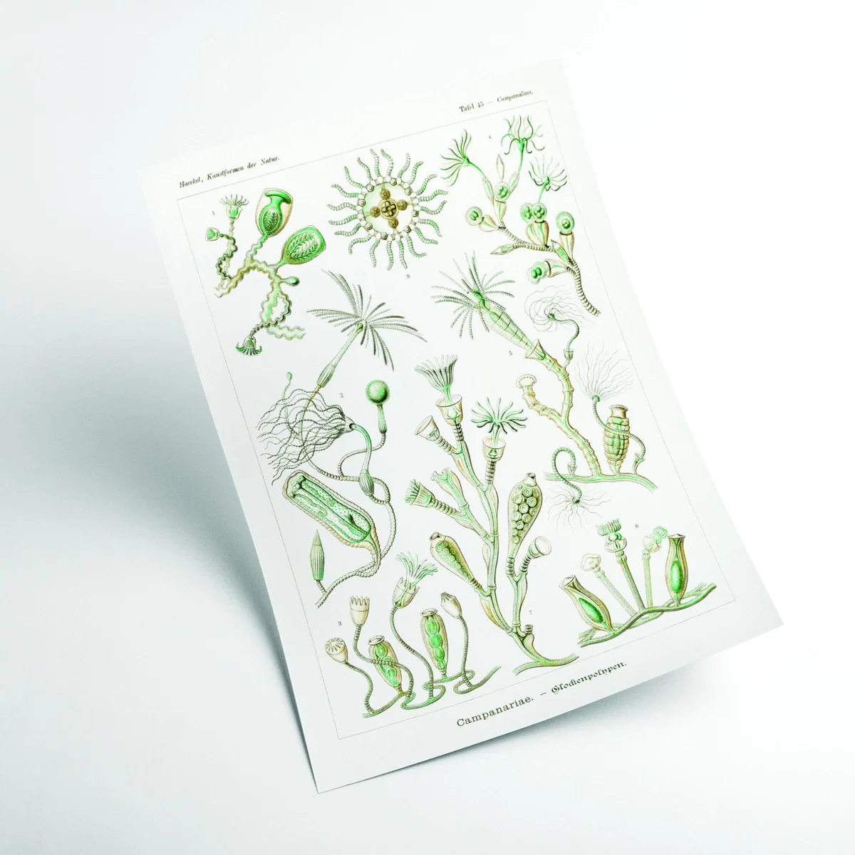 Green Campanariae-Glockenpolnpen By Ernst Haeckel A2 420 X 594Mm Stanley Print House – image 2