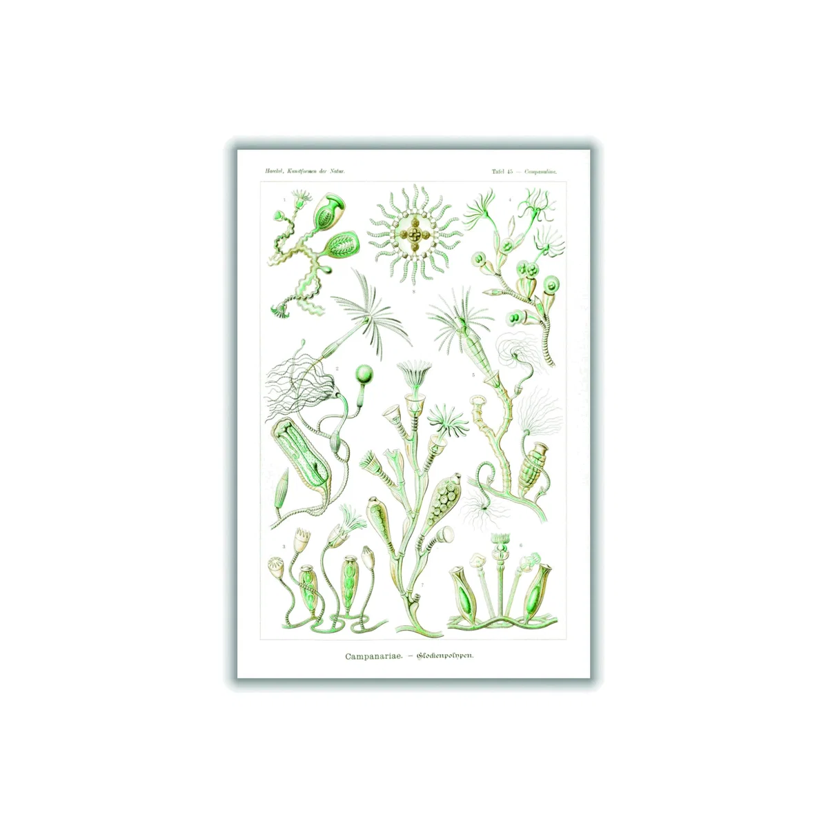 Green Campanariae-Glockenpolnpen By Ernst Haeckel A2 420 X 594Mm Stanley Print House – image 1