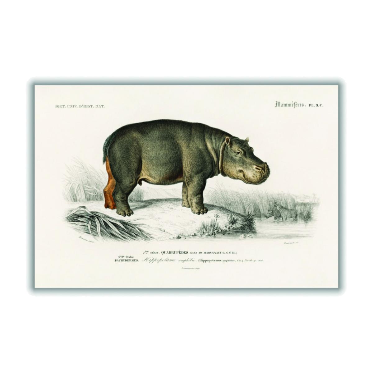 Grey Hippopotamus A3 297 X 420Mm Stanley Print House – image 1