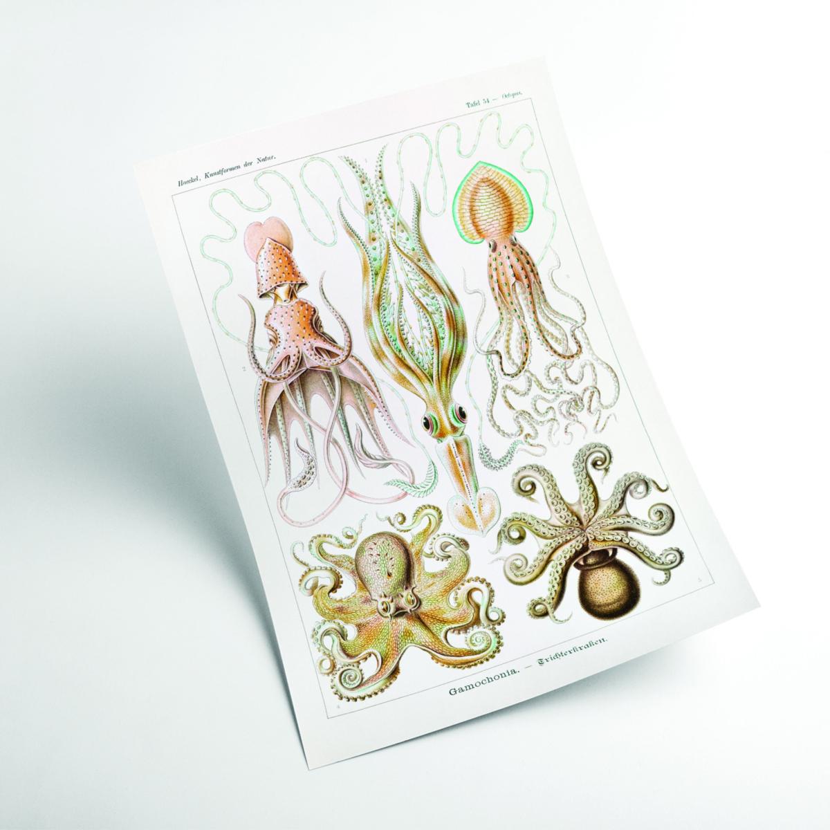 Yellow / Orange Gamochonia-Trichterkraken By Ernst Haeckel A3 297 X 420Mm Stanley Print House – image 2