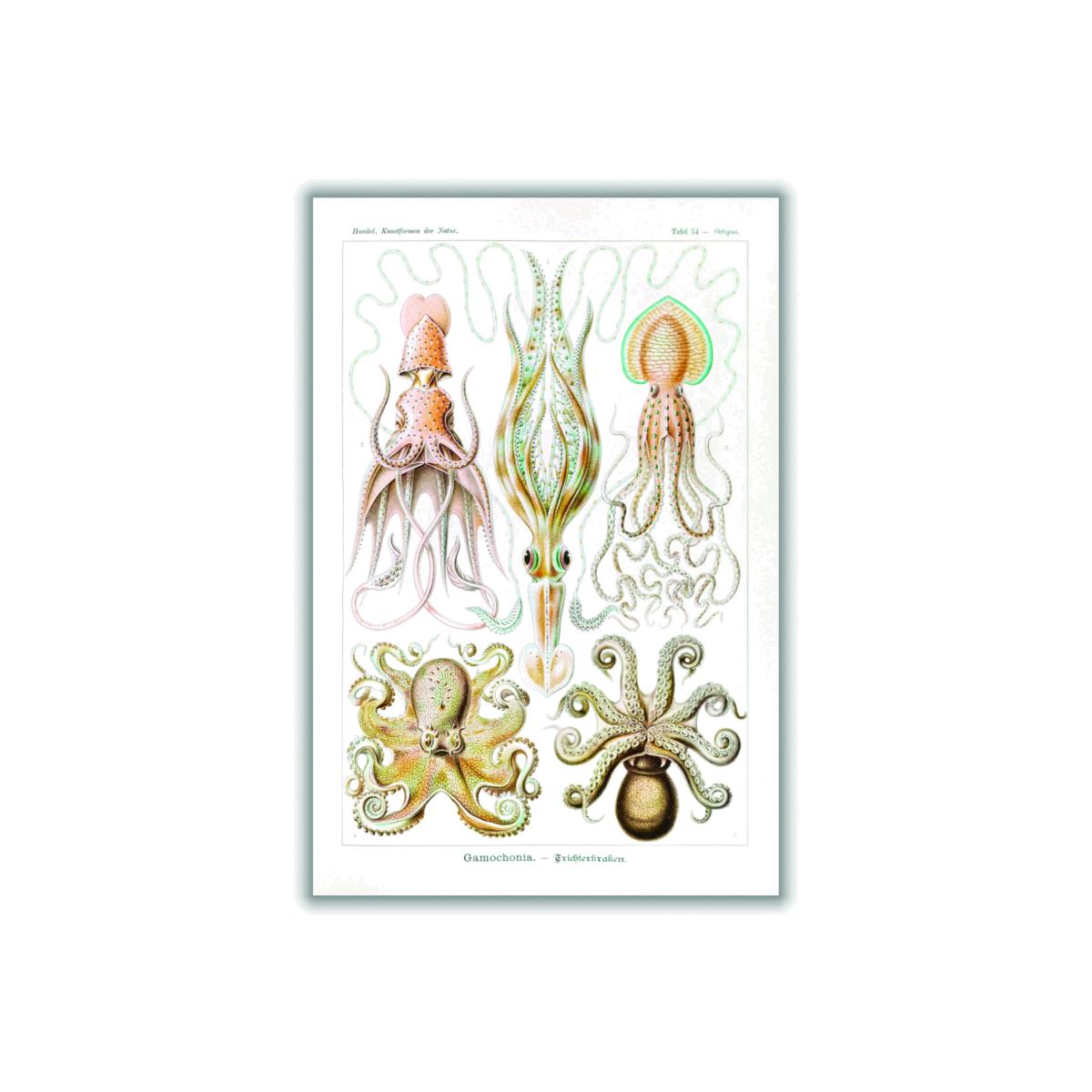 Yellow / Orange Gamochonia-Trichterkraken By Ernst Haeckel A3 297 X 420Mm Stanley Print House – image 1