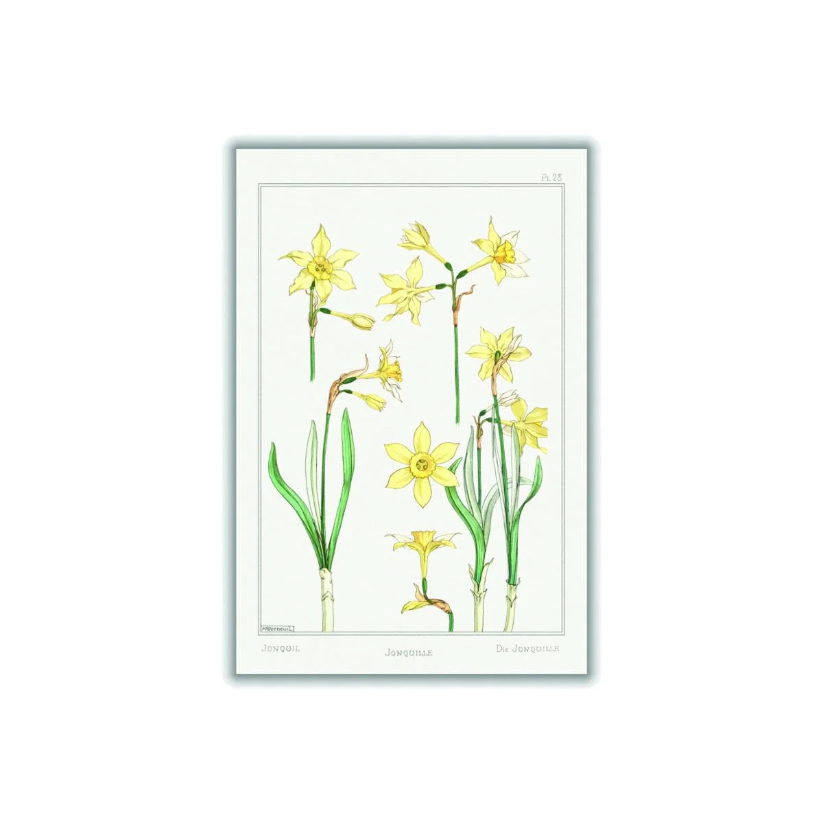 Yellow / Orange Jonquille Ii Print By Maurice Pillard Verneuil Medium Stanley Print House – image 1