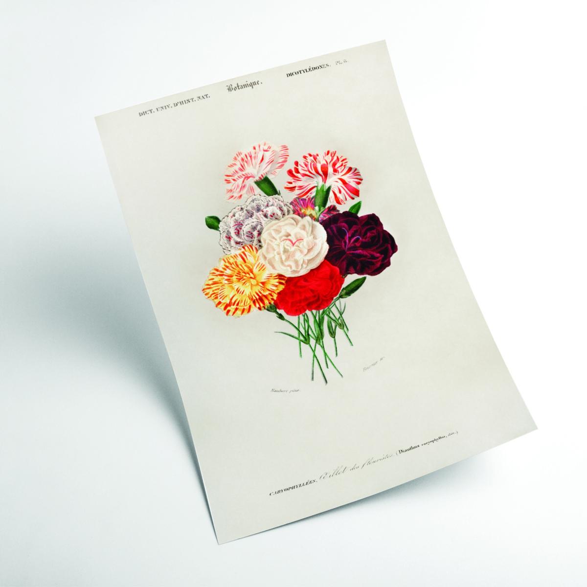 Yellow / Orange Carnation A2 420 X 594Mm Stanley Print House – image 2