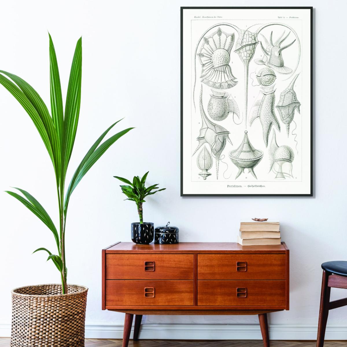 Grey Peridinea-Geikelhütchen By Ernst Haeckel A3 297 X 420Mm Stanley Print House – image 3