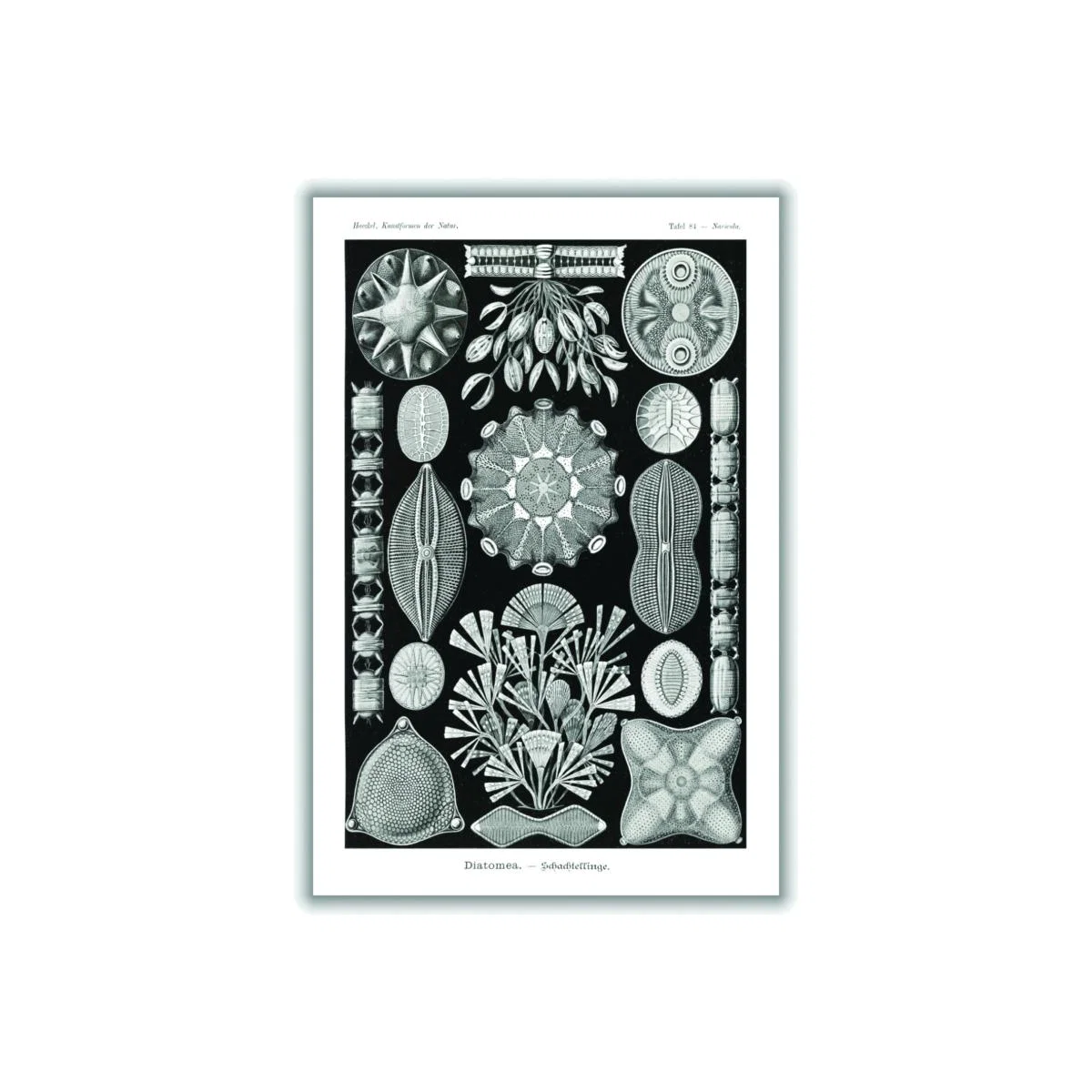 Black Diatomea-Schachtellinge By Ernst Haeckel A3 297 X 420Mm Stanley Print House – image 1
