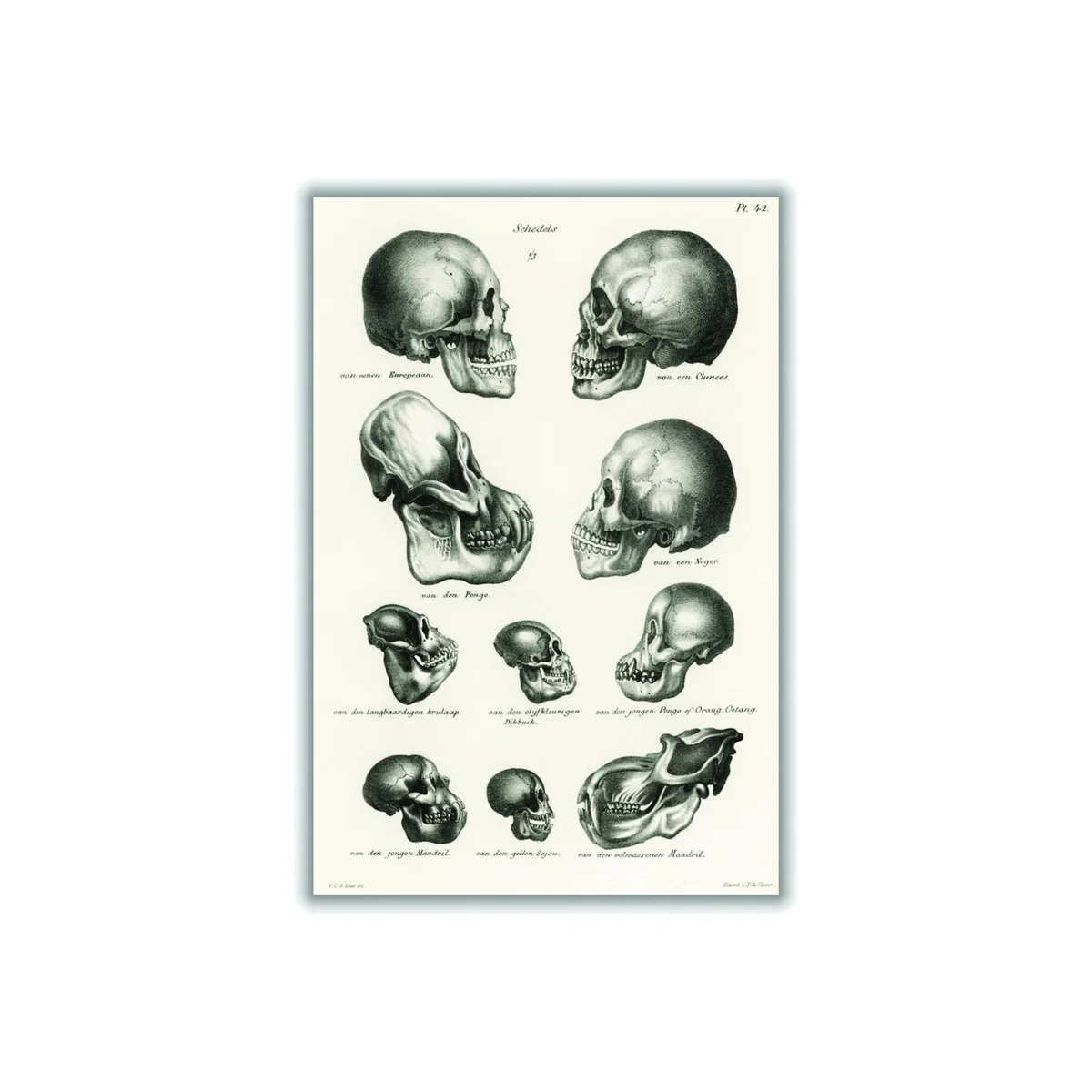 Neutrals Skulls Medium Stanley Print House – image 1