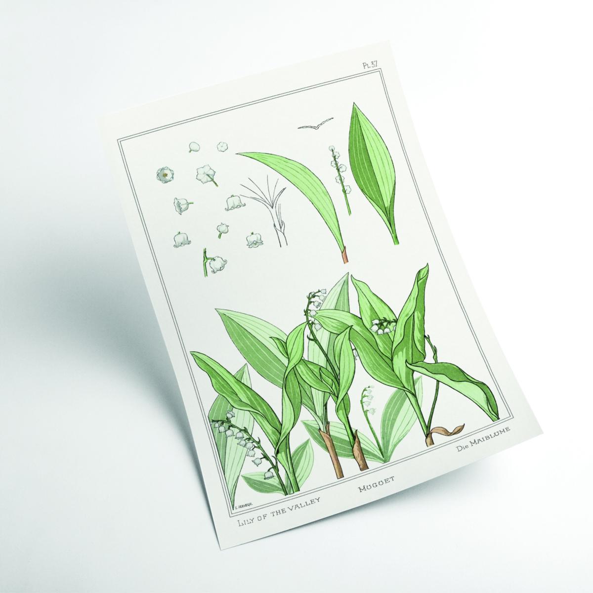 Green Muguet Lily Of The Valley Iii By Maurice Pillard Verneuil A4 210 X 297Mm Stanley Print House – image 2