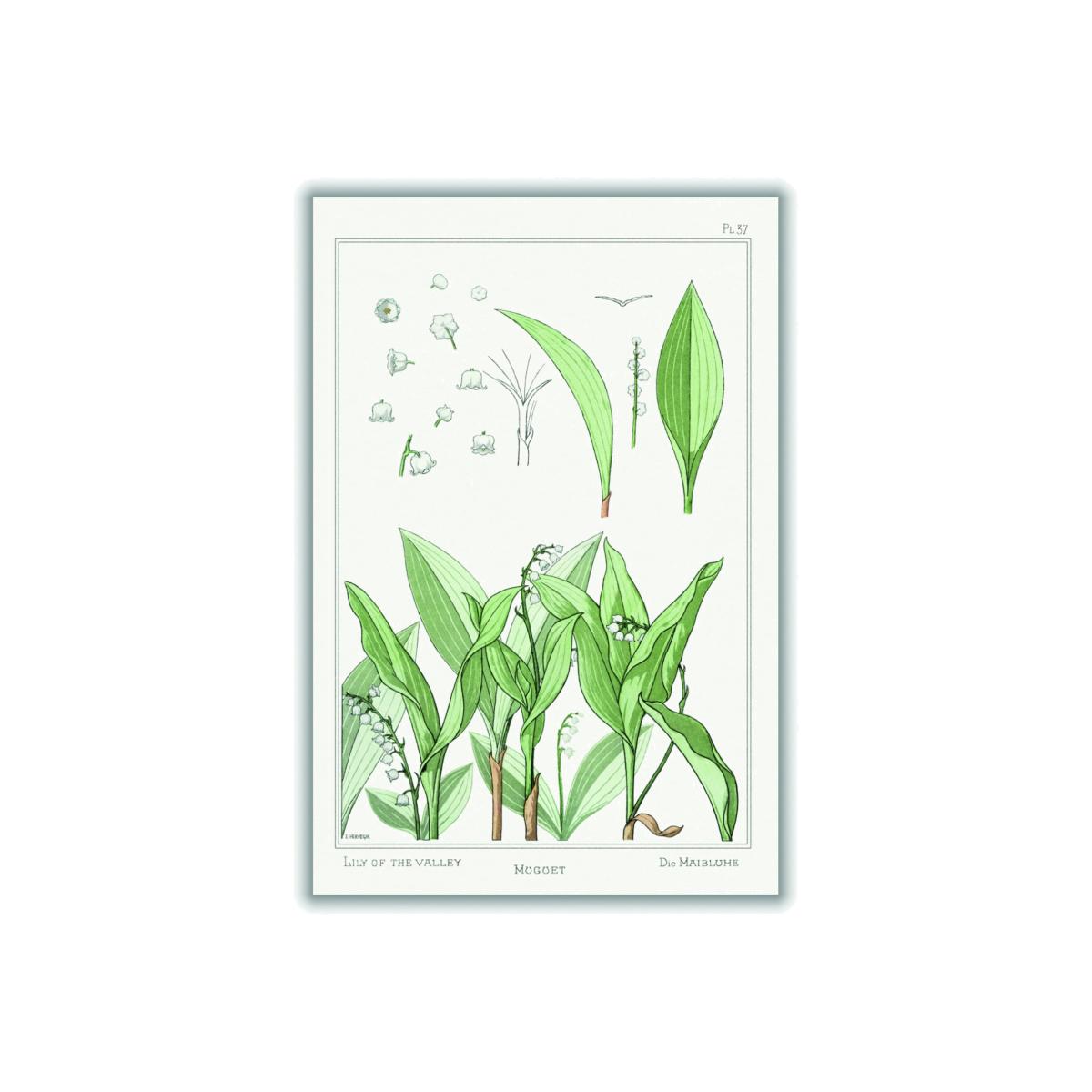 Green Muguet Lily Of The Valley Iii By Maurice Pillard Verneuil A4 210 X 297Mm Stanley Print House – image 1