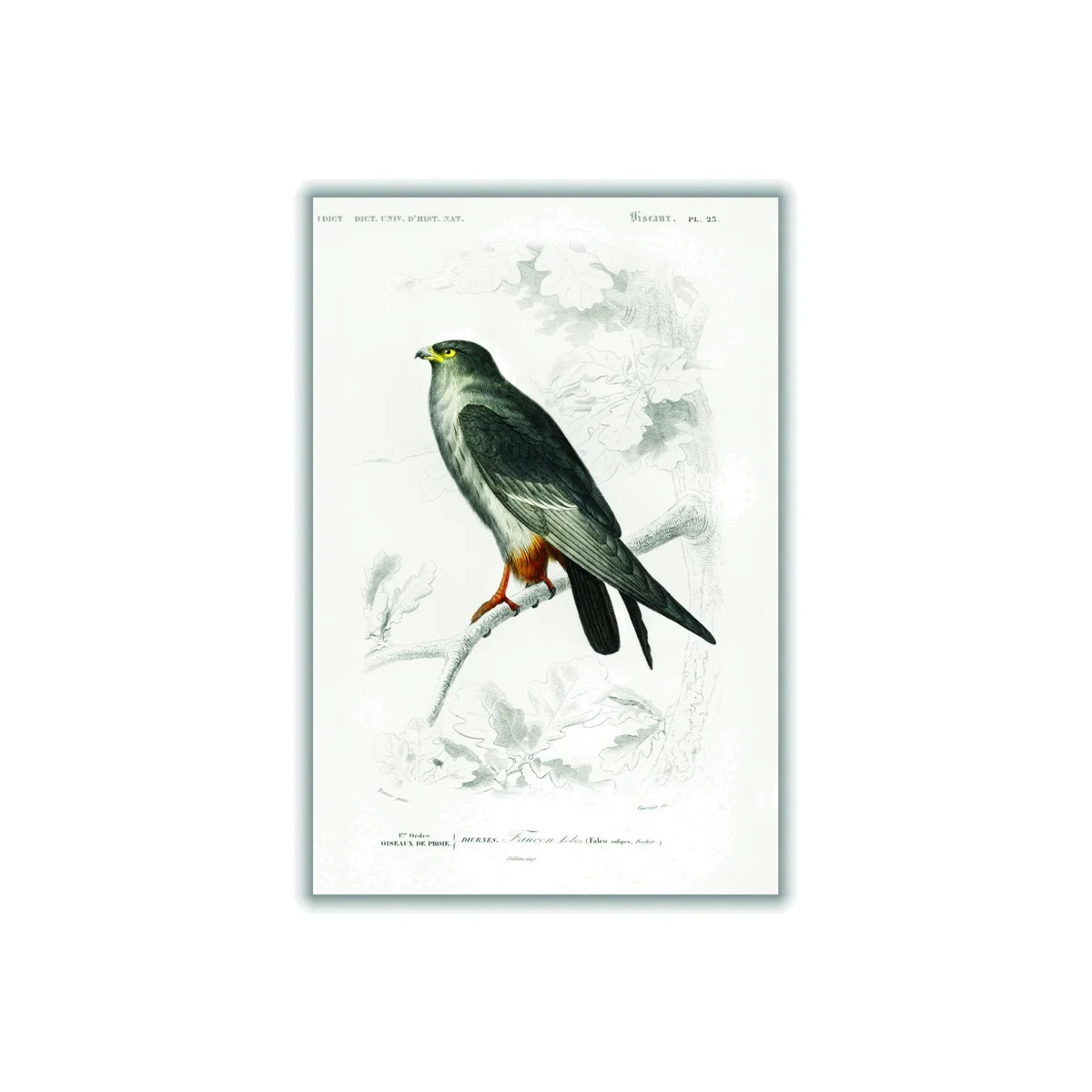 Grey Red-Footed Falcon A3 297 X 420Mm Stanley Print House – image 1