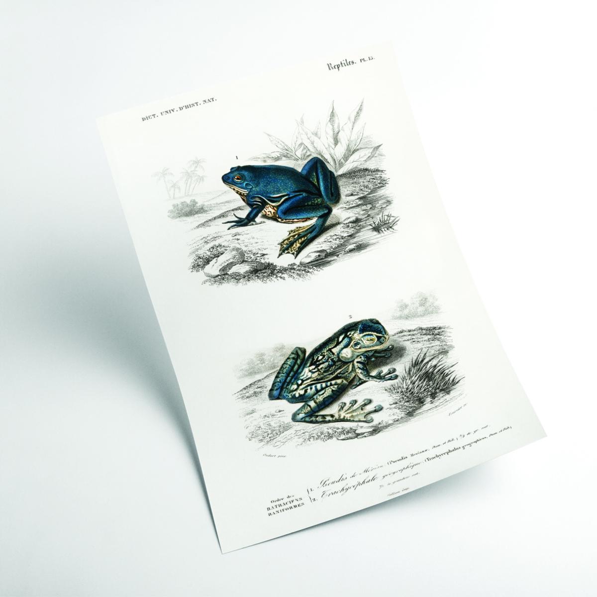 Blue Shrinking Frog & Black-Spotted Casque-Headed Tree A4 210 X 297Mm Stanley Print House – image 2