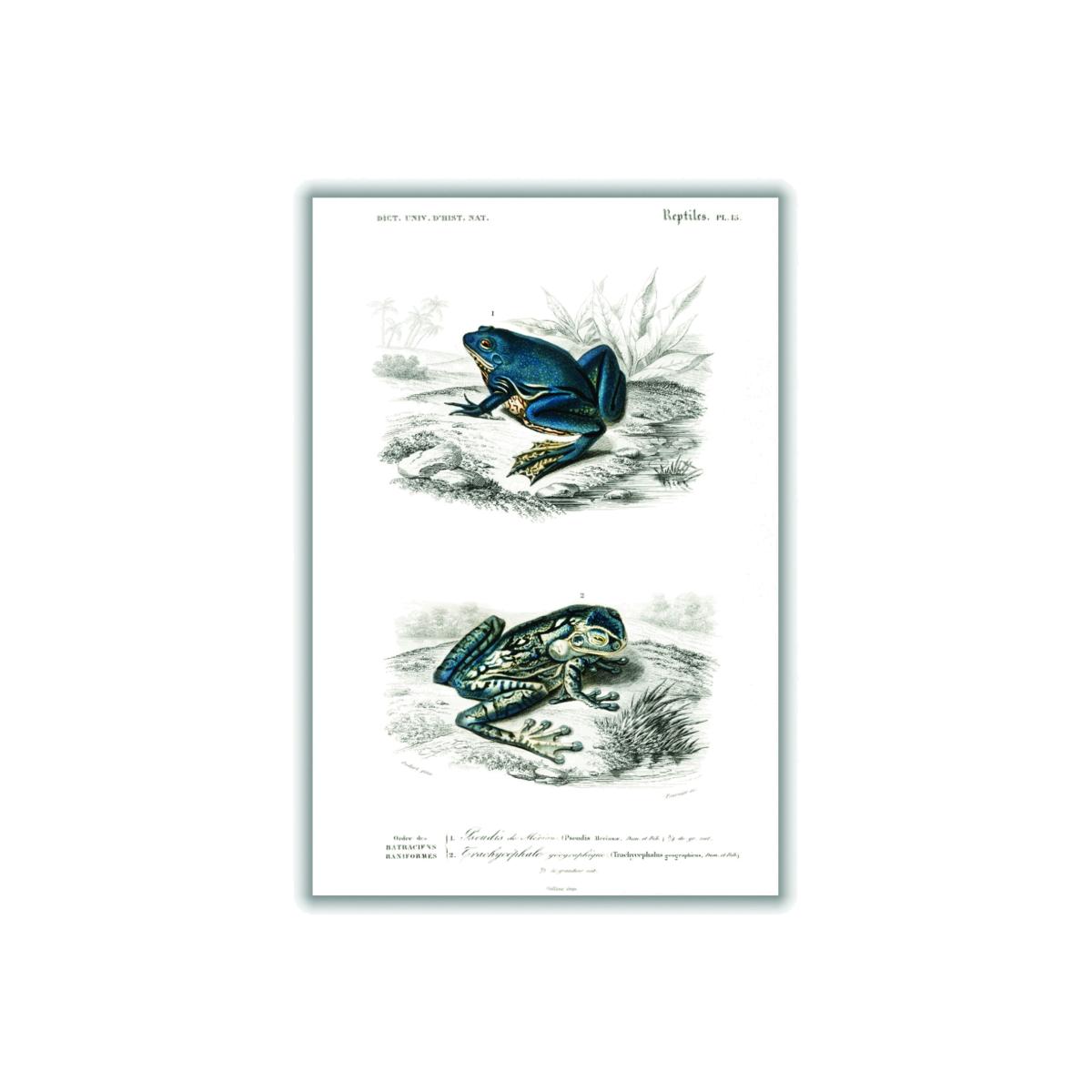 Blue Shrinking Frog & Black-Spotted Casque-Headed Tree A4 210 X 297Mm Stanley Print House – image 1