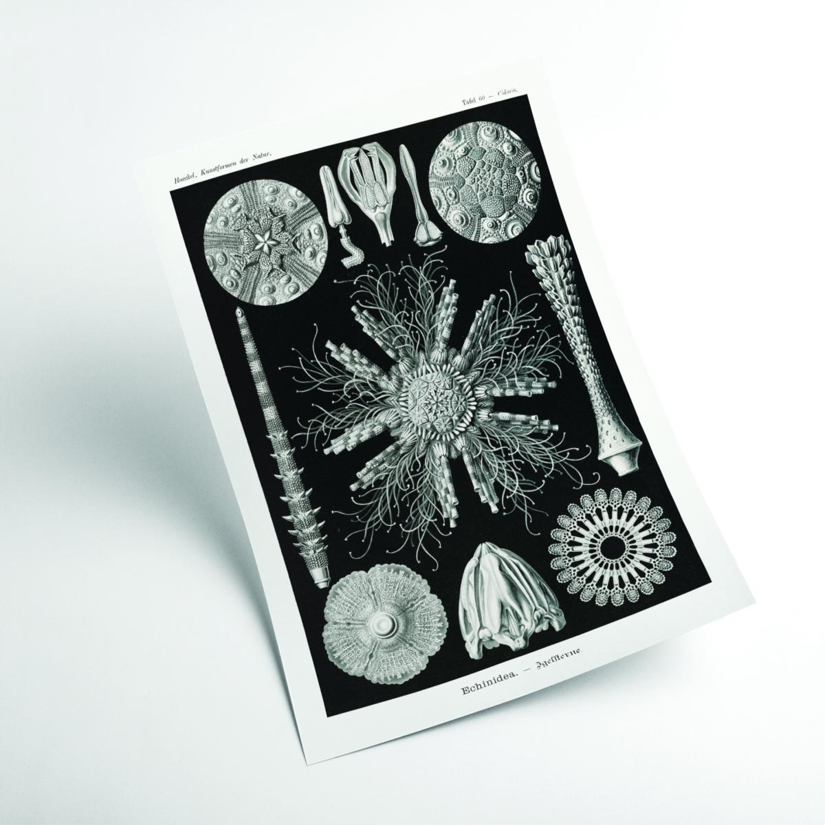 Grey Echinidea-Igelsterne I By Ernst Haeckel Small Stanley Print House – image 2