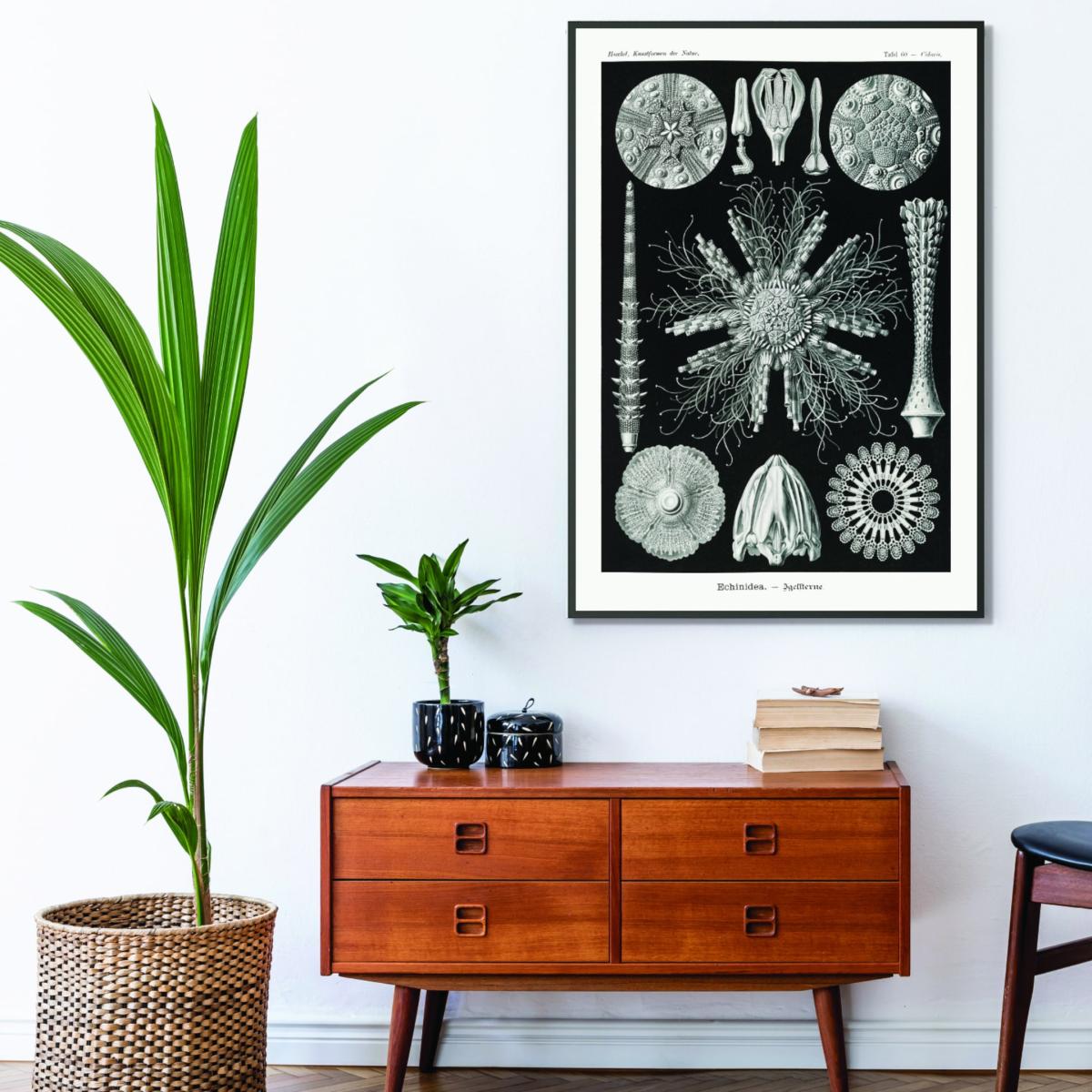 Grey Echinidea-Igelsterne I By Ernst Haeckel Small Stanley Print House – image 3