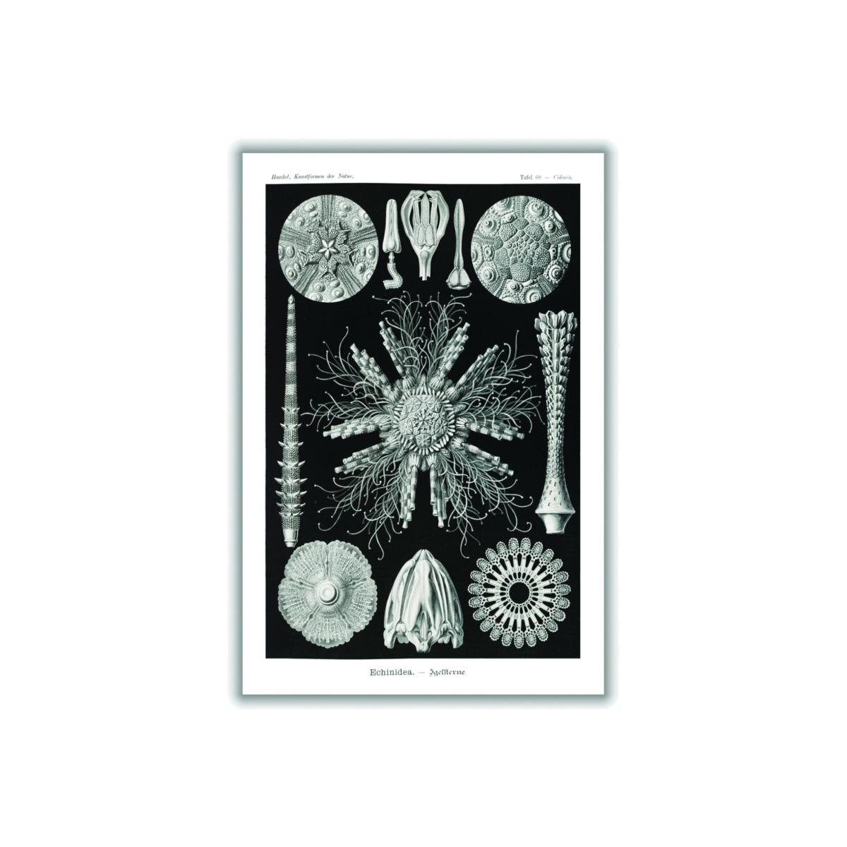 Grey Echinidea-Igelsterne I By Ernst Haeckel Small Stanley Print House – image 1