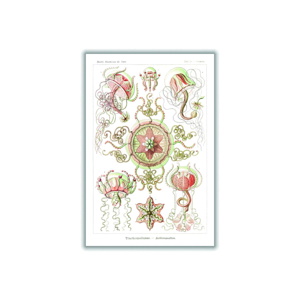 Rose Gold Trachomedusae-Kolbenquallen By Ernst Haeckel A4 210 X 297Mm Stanley Print House – image 1