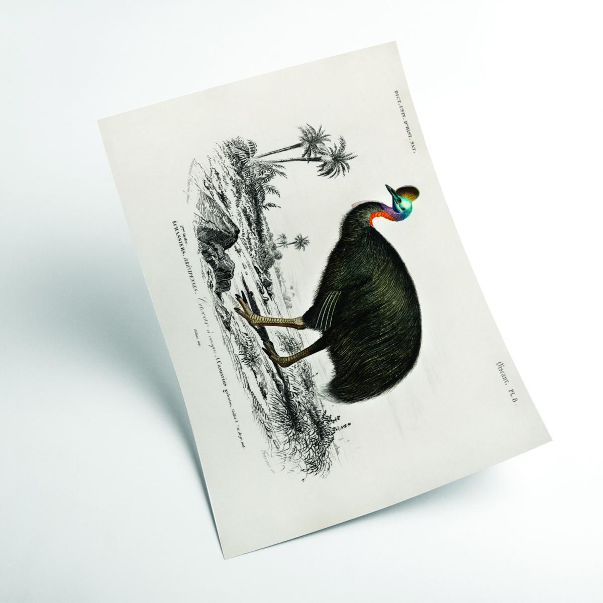 Black Casoar À Casque Extra Large Stanley Print House – image 2