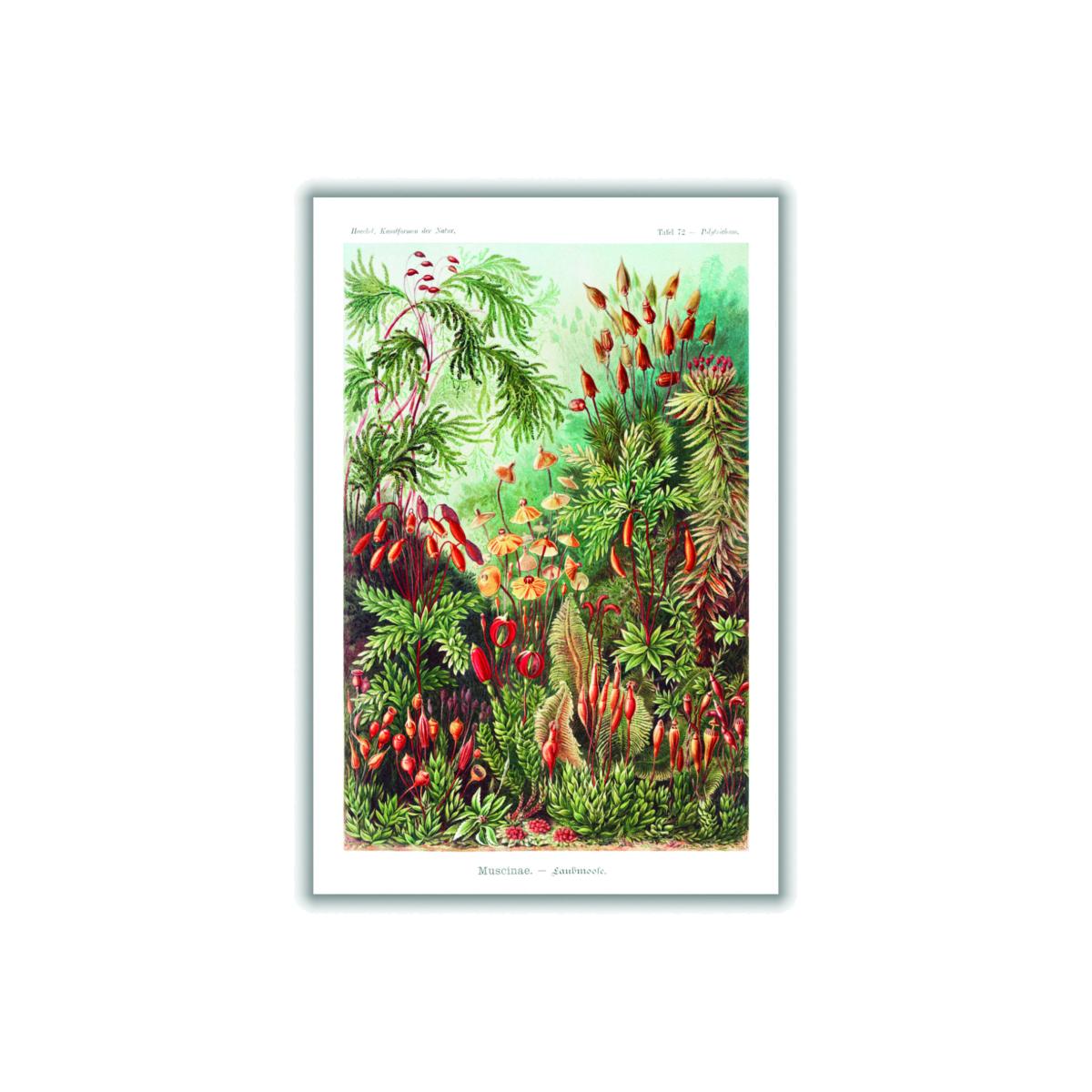 Green Muscinae-Laubmoose A. Giltsch By Ernst Haeckel A3 297 X 420Mm Stanley Print House – image 1