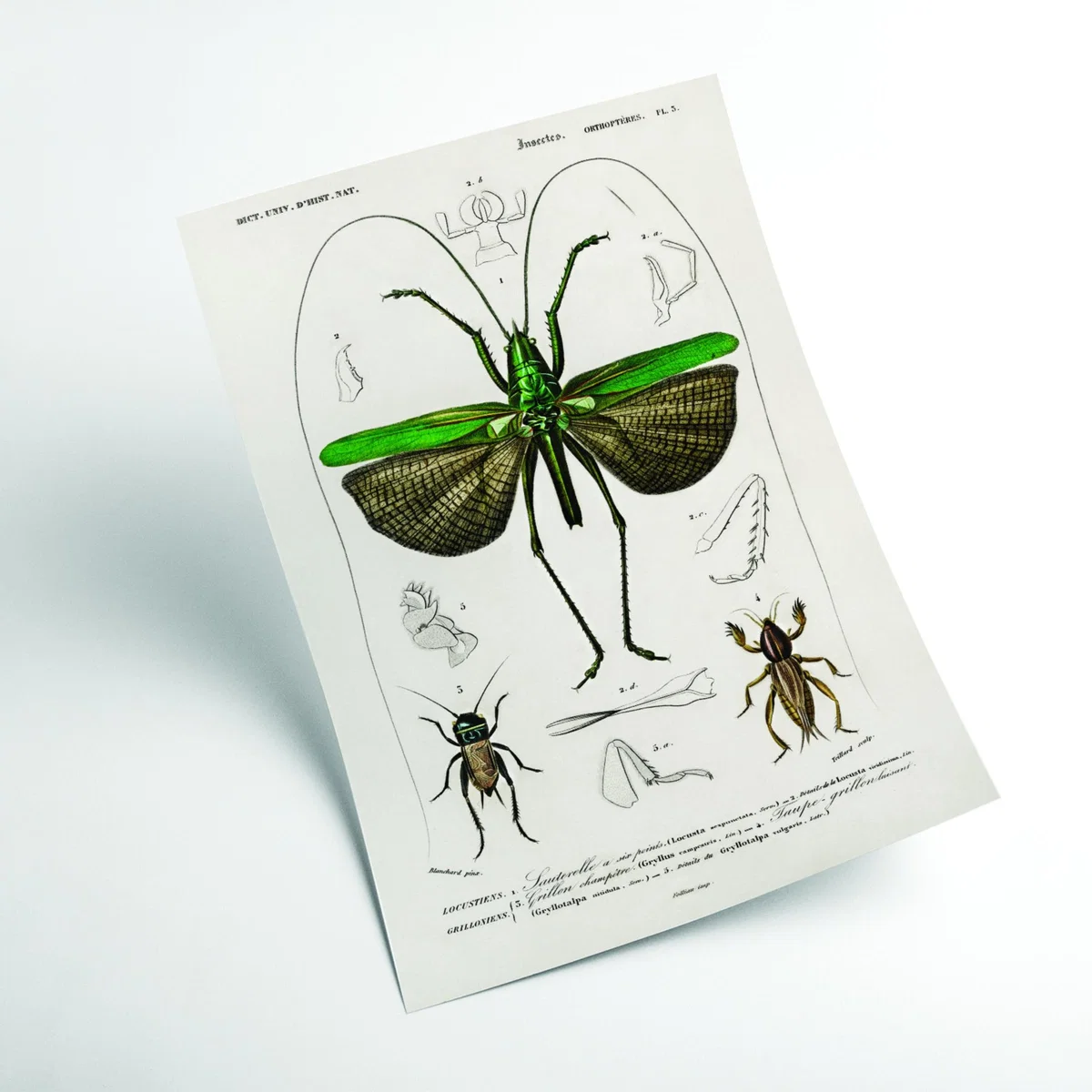 Green Natural History - Different Types Of Grasshopper Extra Large Stanley Print House – image 2