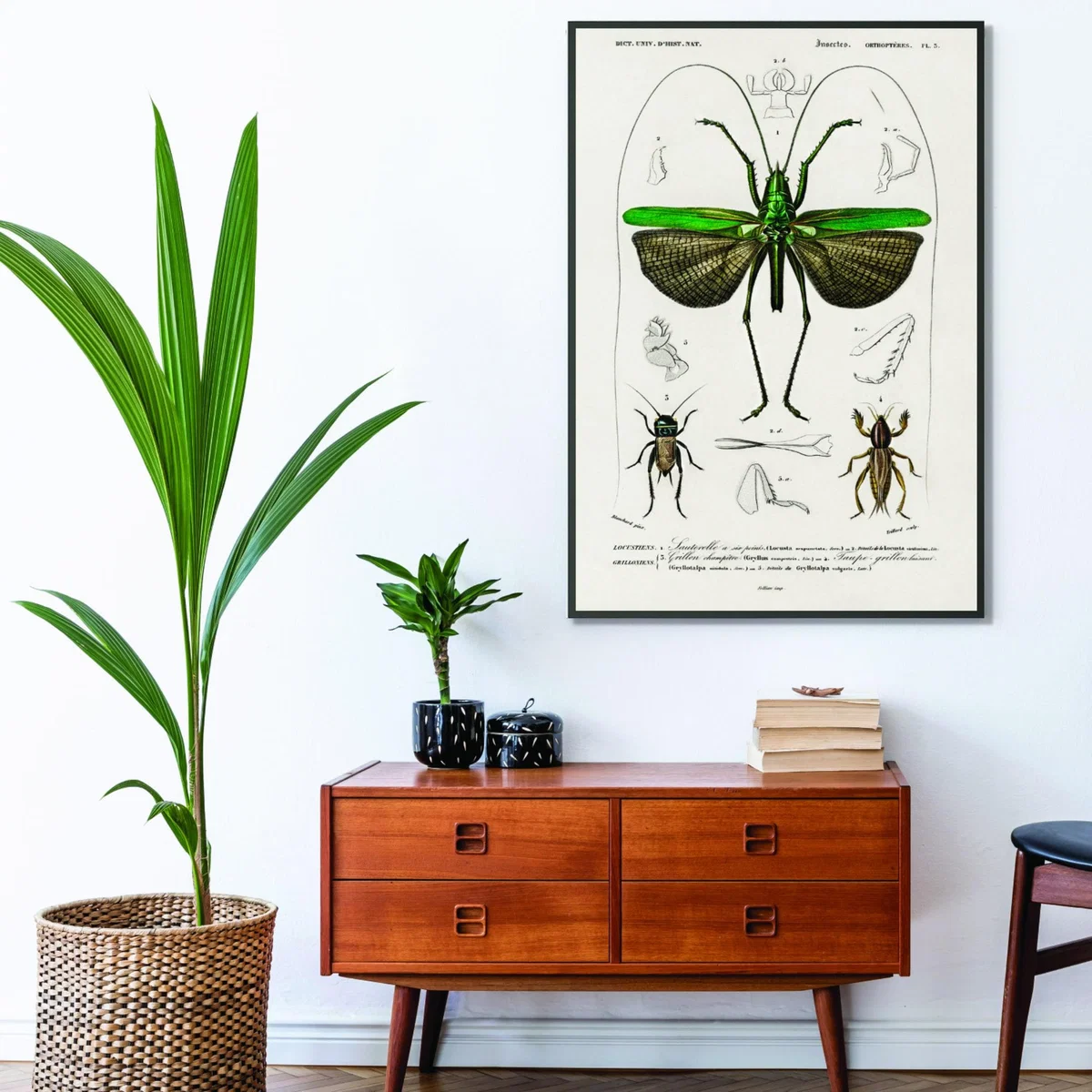 Green Natural History - Different Types Of Grasshopper Extra Large Stanley Print House – image 3