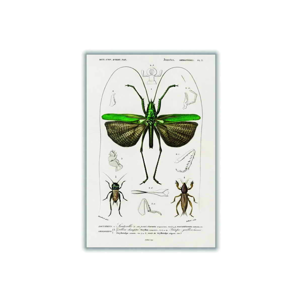 Green Natural History - Different Types Of Grasshopper Extra Large Stanley Print House – image 1