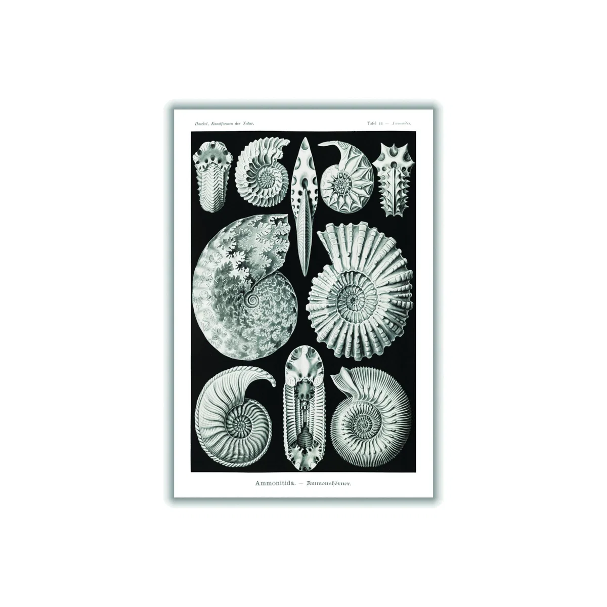 Grey Ammonitida-Ammonshörner By Ernst Haeckel A2 420 X 594Mm Stanley Print House – image 1