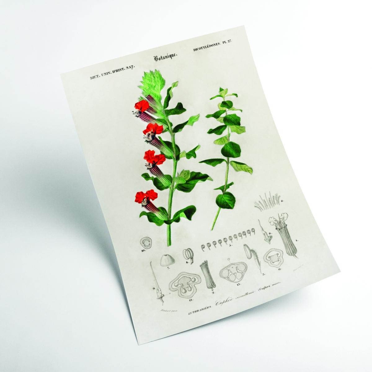 Cuphea Miniata Print A2 420 X 594Mm Stanley Print House – image 2
