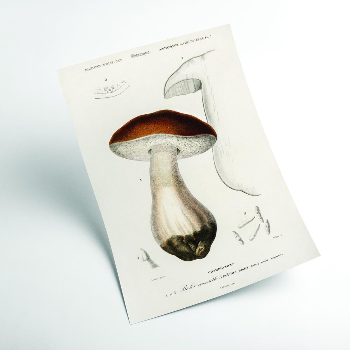 Brown Penny Bun A2 420 X 594Mm Stanley Print House – image 2