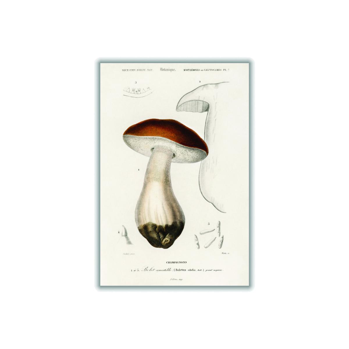 Brown Penny Bun A2 420 X 594Mm Stanley Print House – image 1