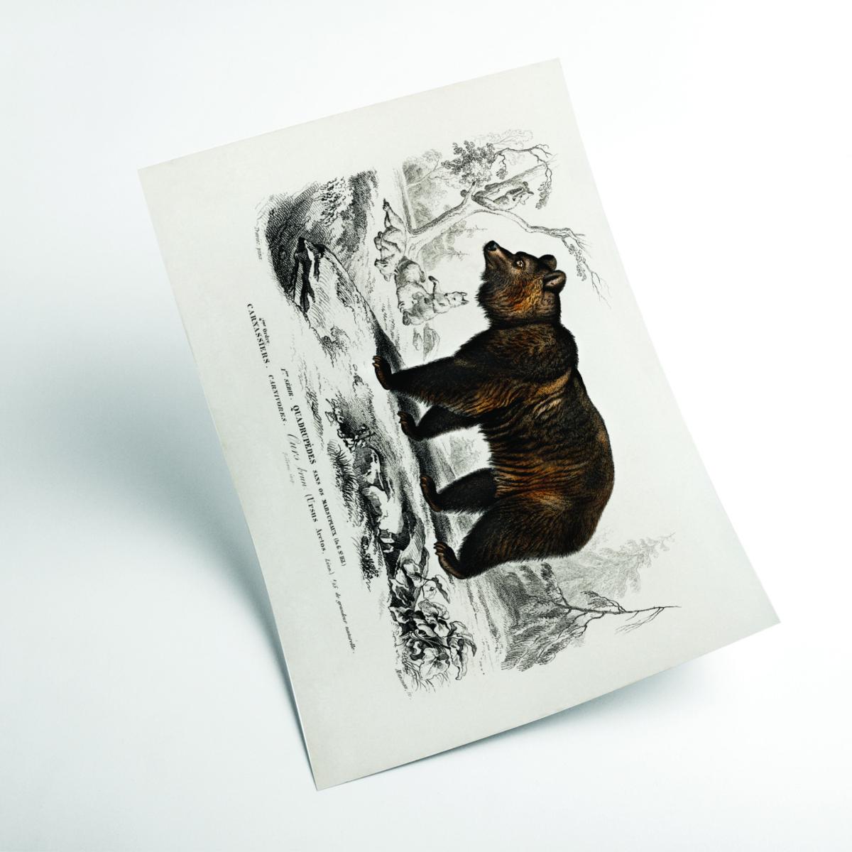 Brown Bear Small Stanley Print House – image 2
