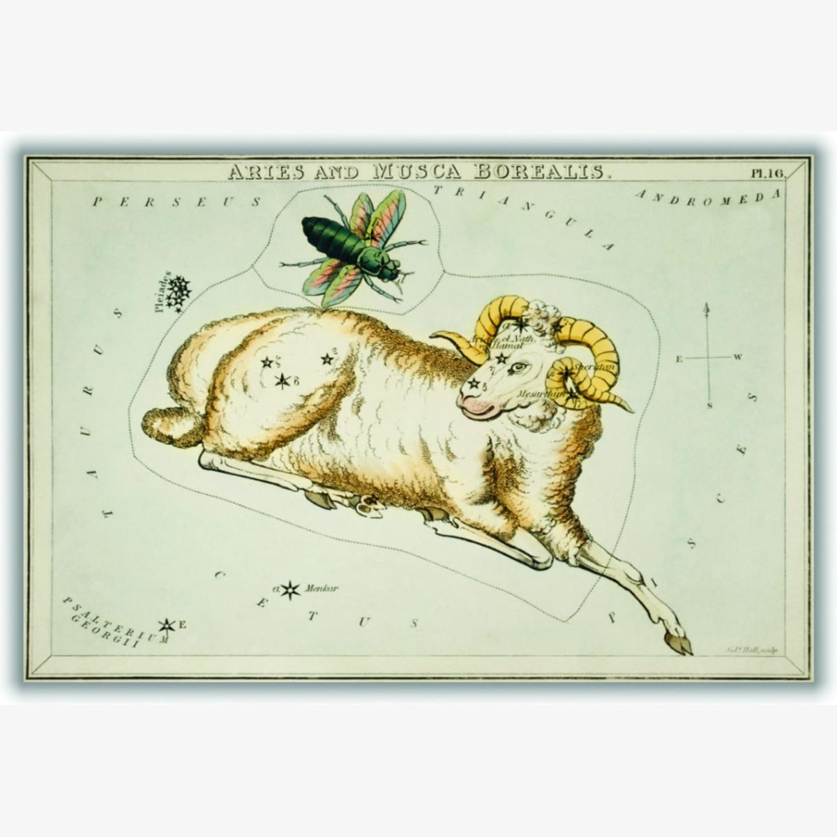 Yellow / Orange Astronomical Chart Illustration Of Aries And Musca Borealis A1 594 X 841Mm Stanley Print House – image 1