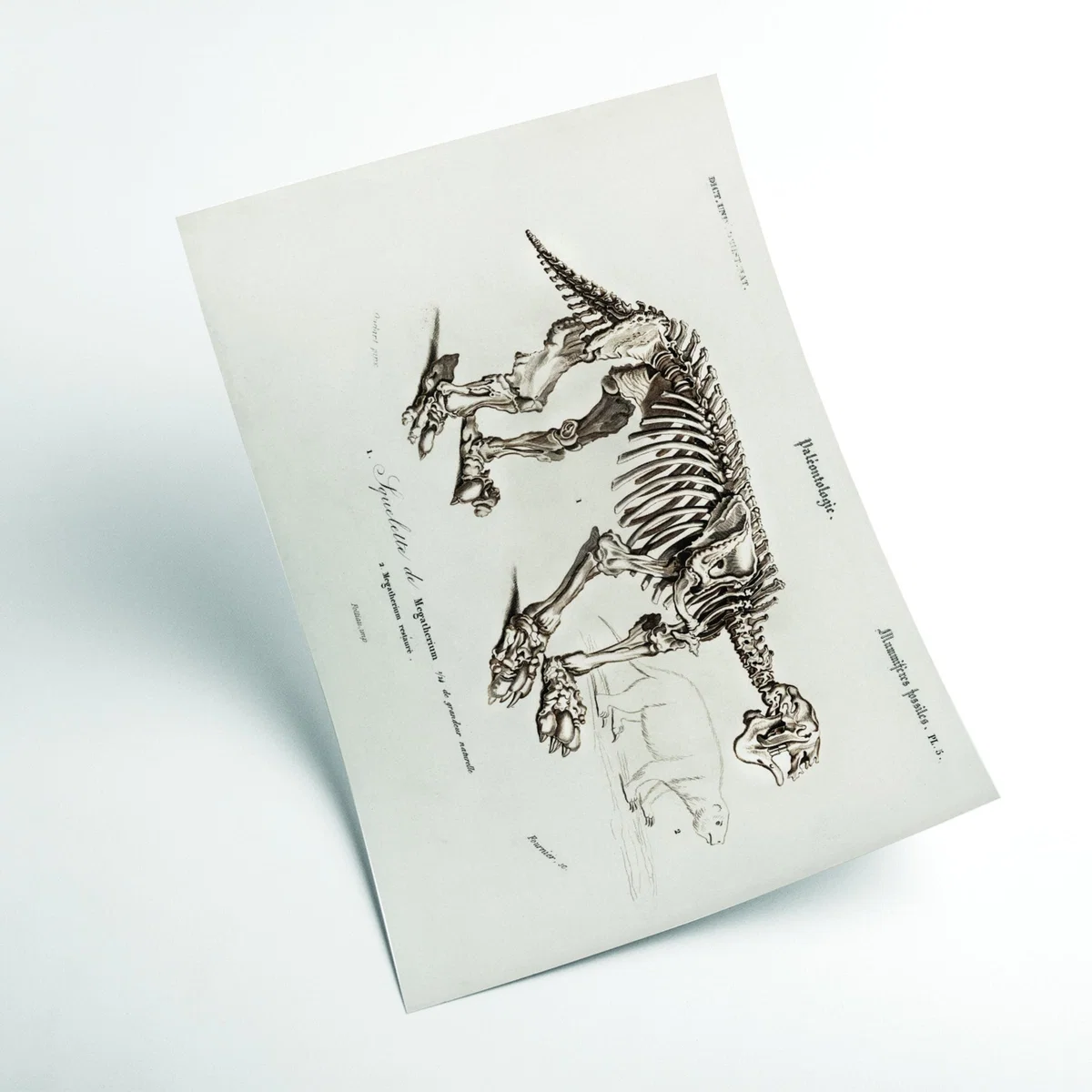 Grey Megatherium A2 420 X 594Mm Stanley Print House – image 2