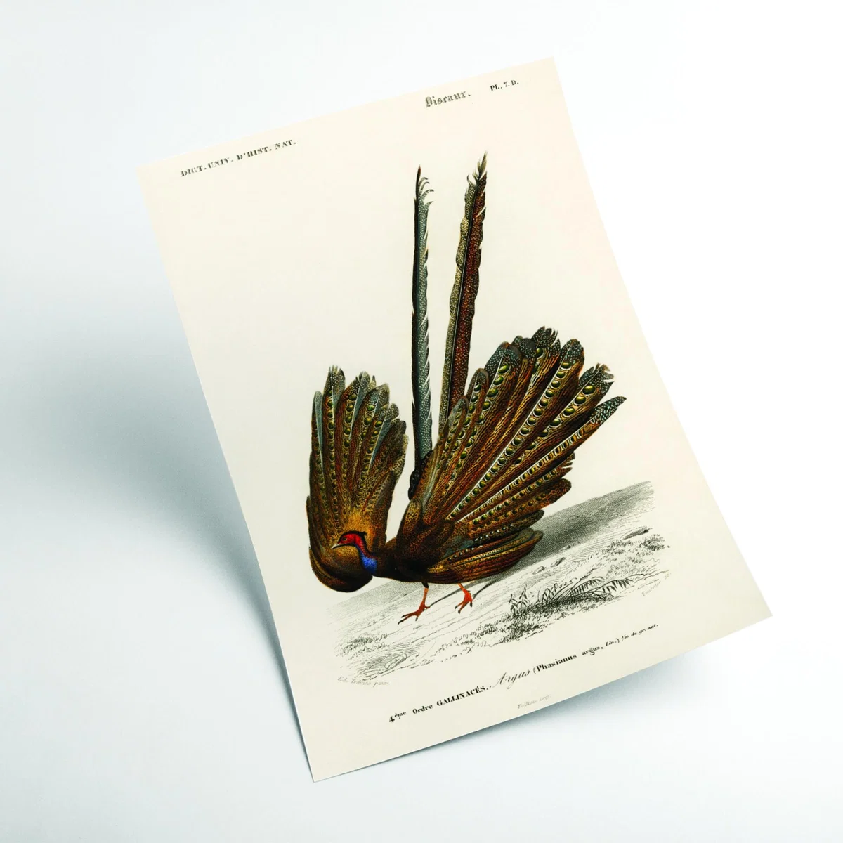Brown Great Argus Print Small Stanley Print House – image 2