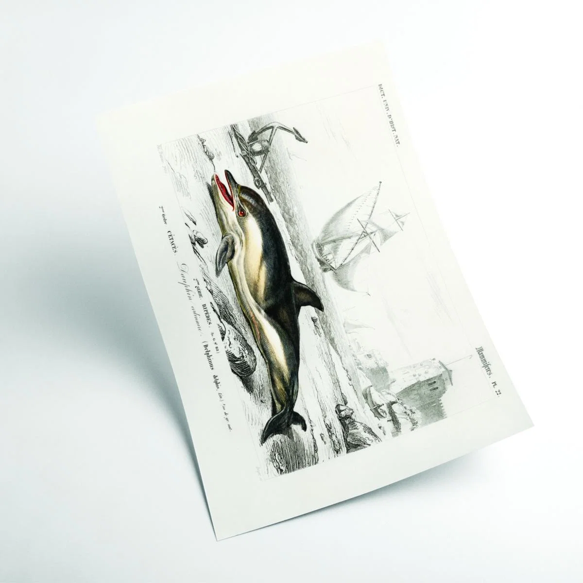 Black Delphinus Delphis Medium Stanley Print House – image 2
